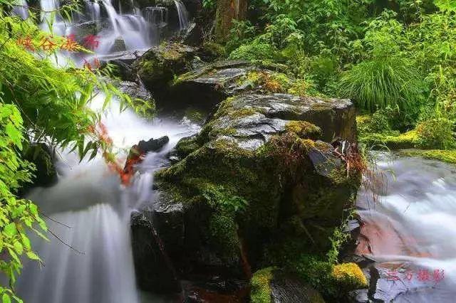 春雨直播app